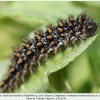 melitaea phoebe3 larva final daghestan2